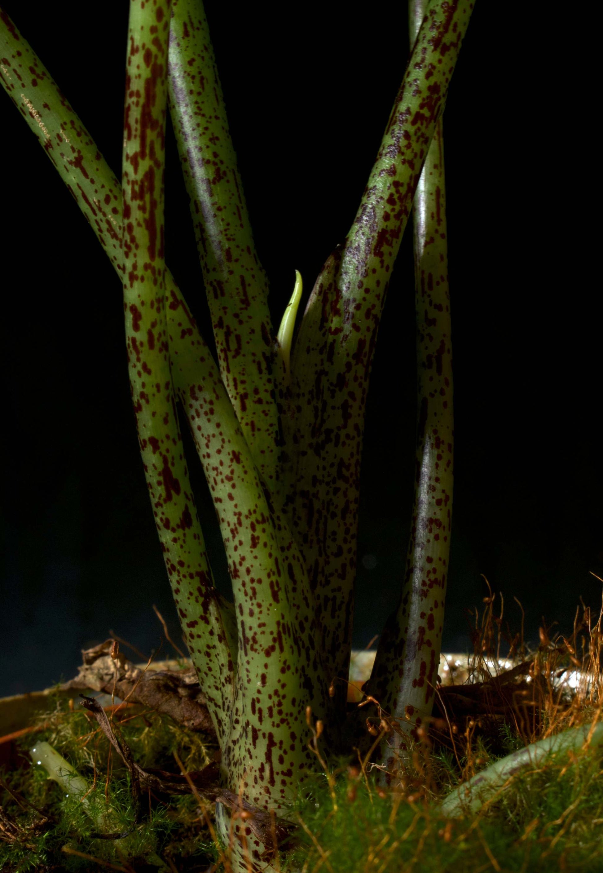 Alocasia bisma silver