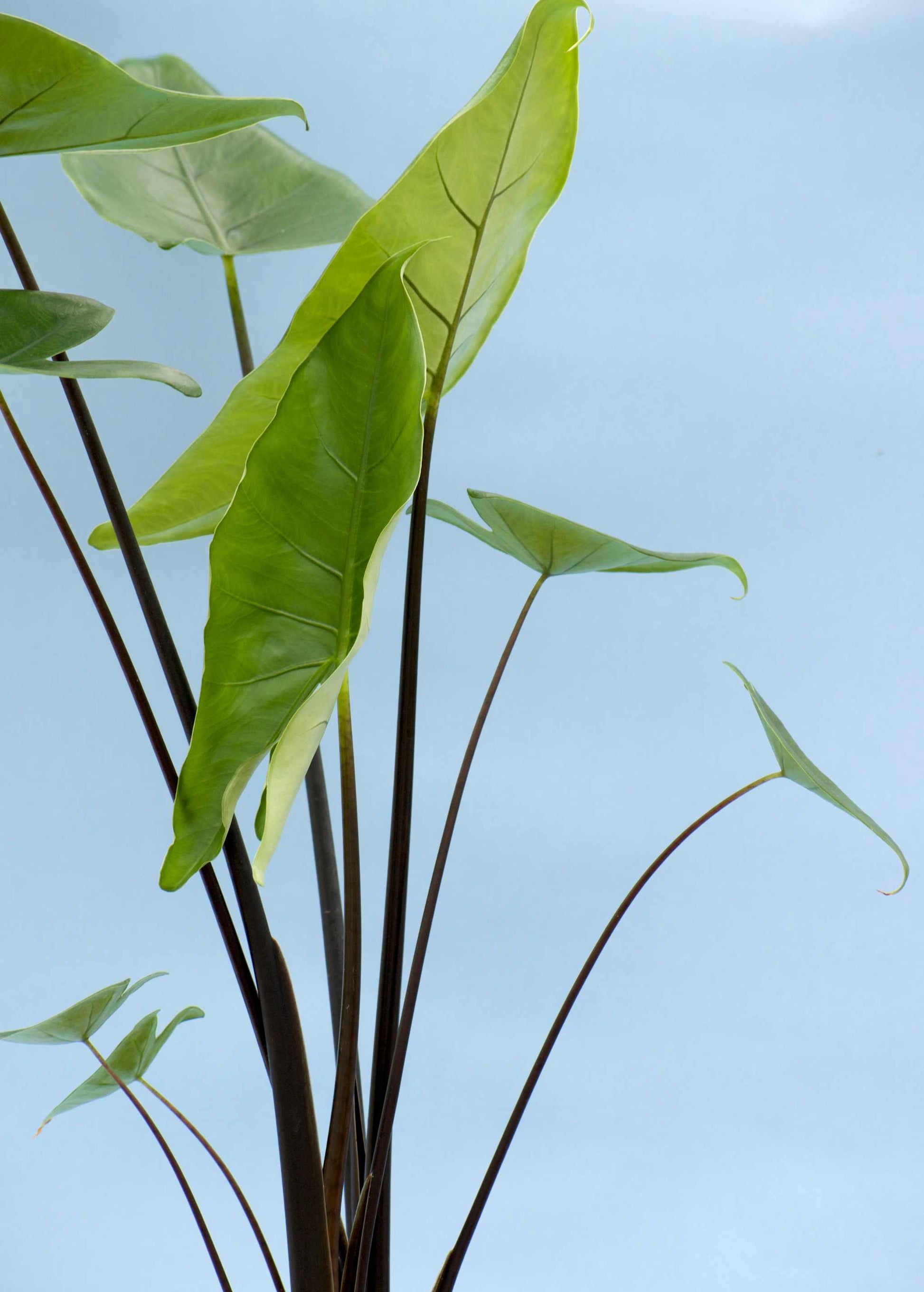 Alocasia zebrina 'black stem'