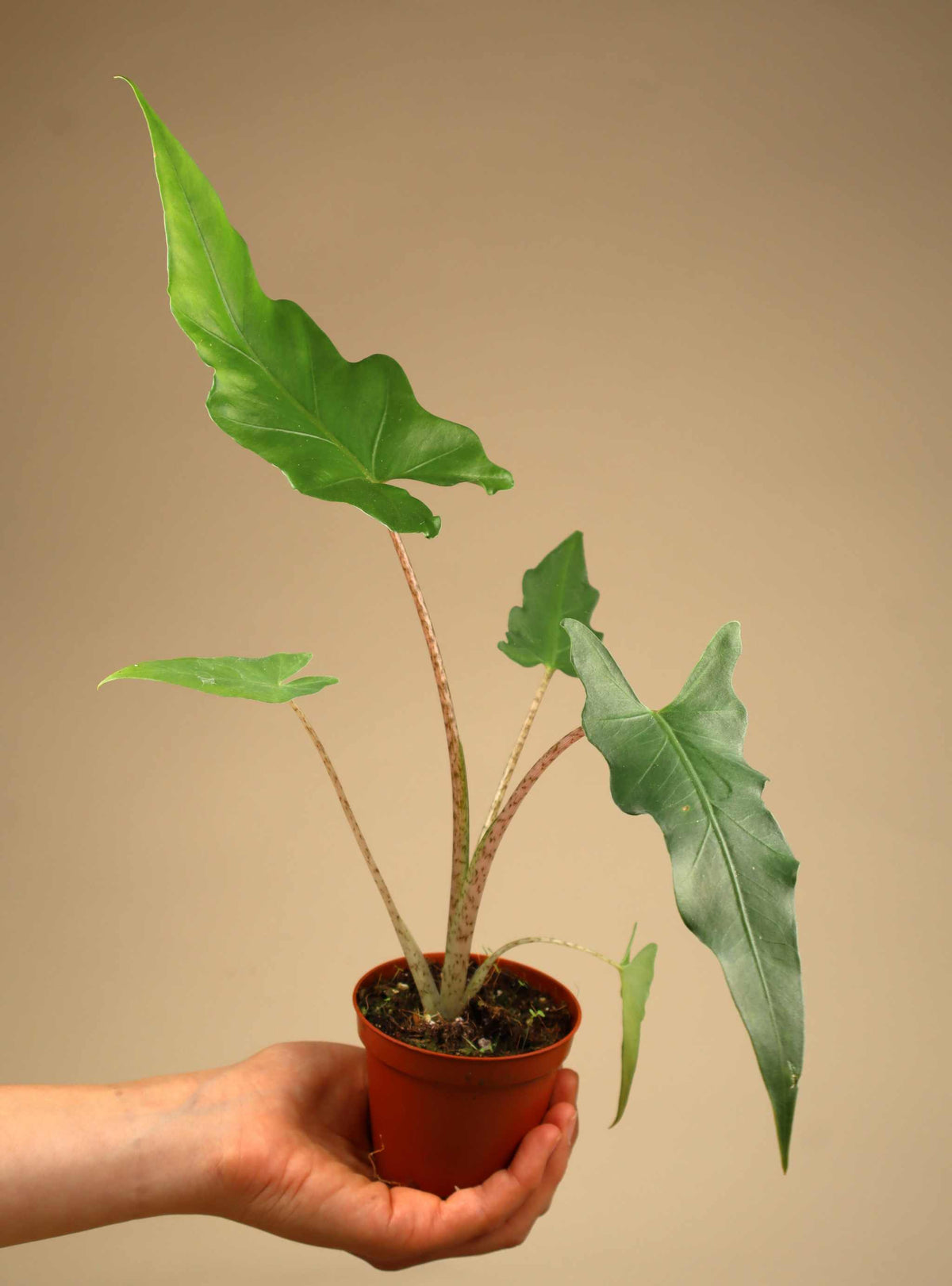 Alocasia boa