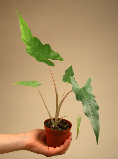 Alocasia boa