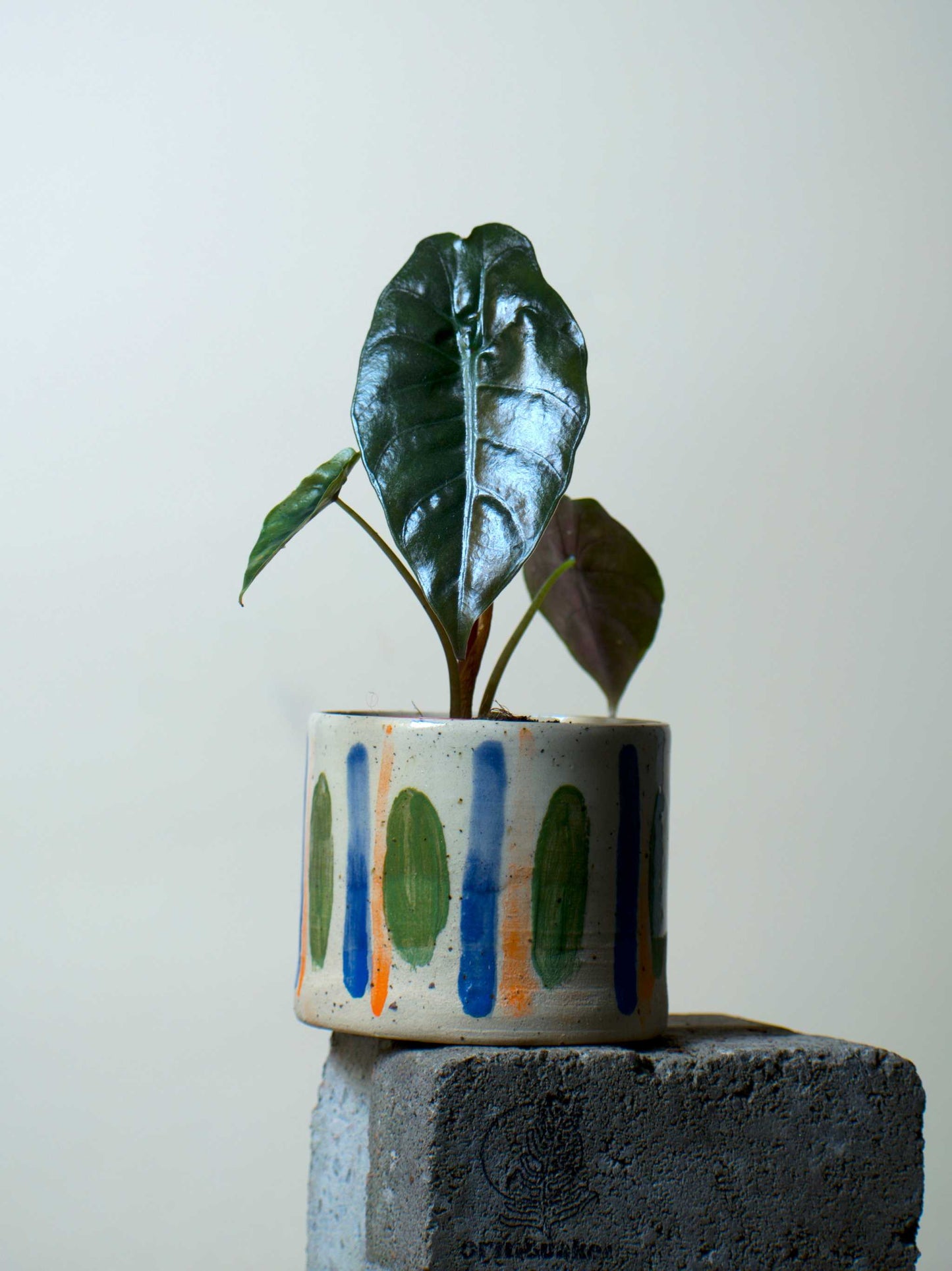 Alocasia Chantrierii