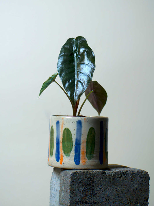 Alocasia Chantrierii