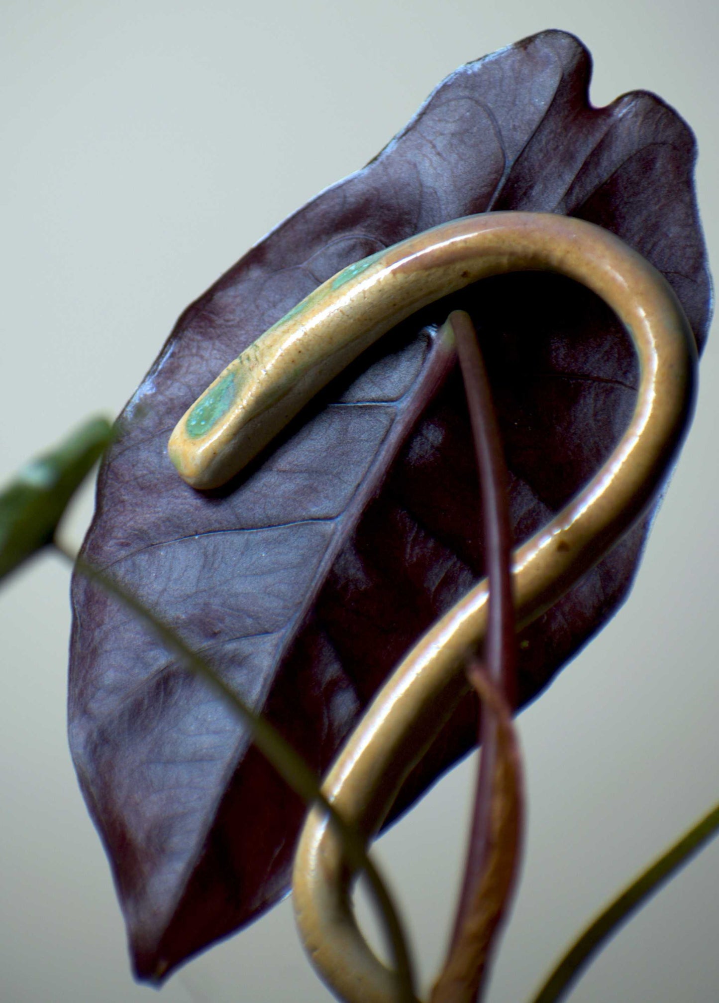 Alocasia Chantrierii