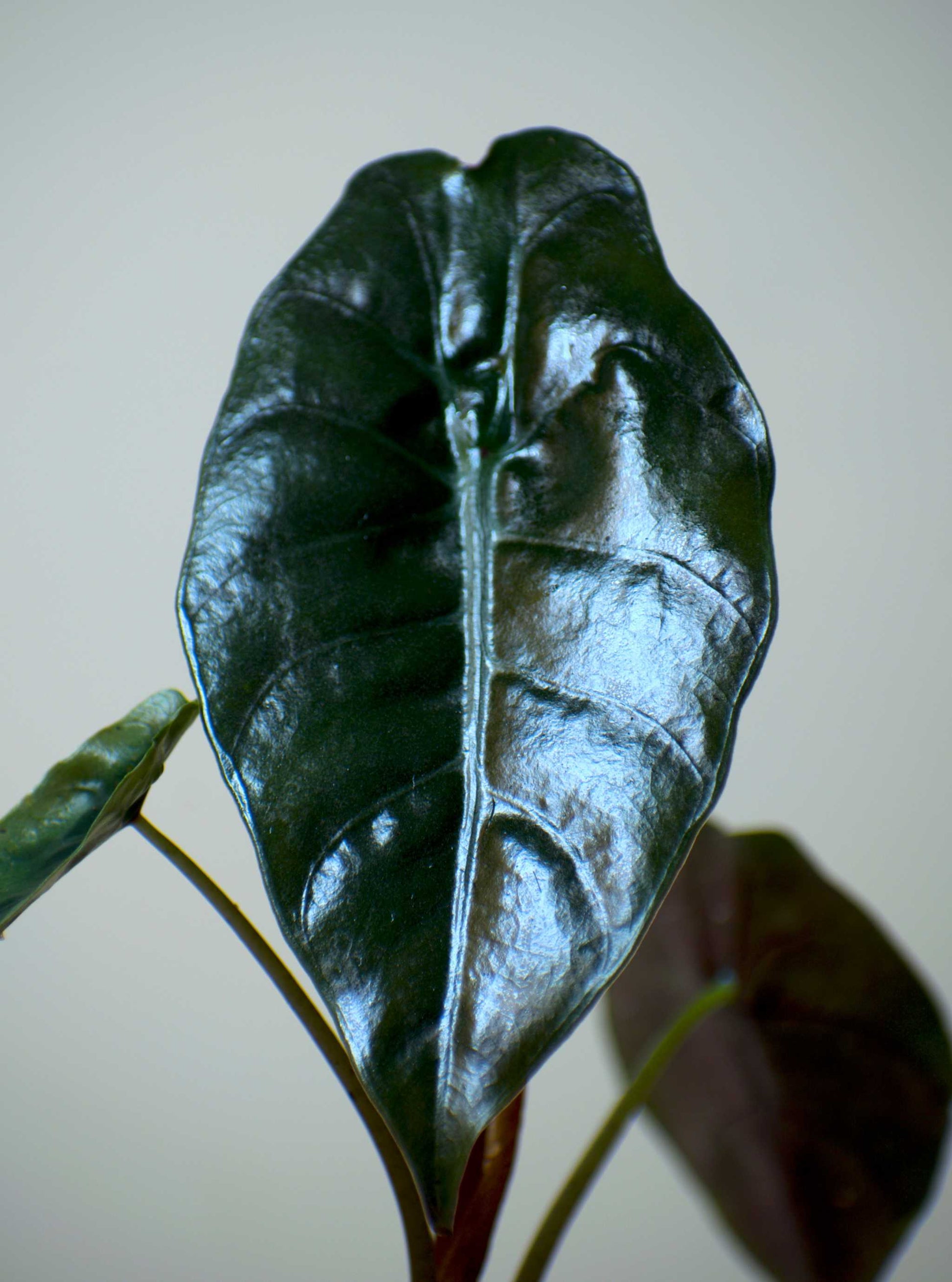 Alocasia Chantrierii