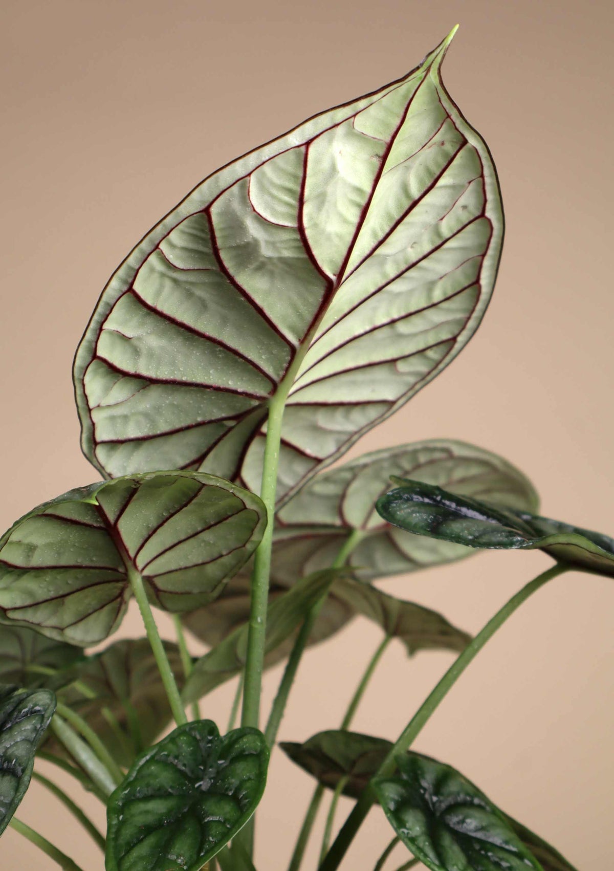 Alocasia baginda 'Dragon Scale'