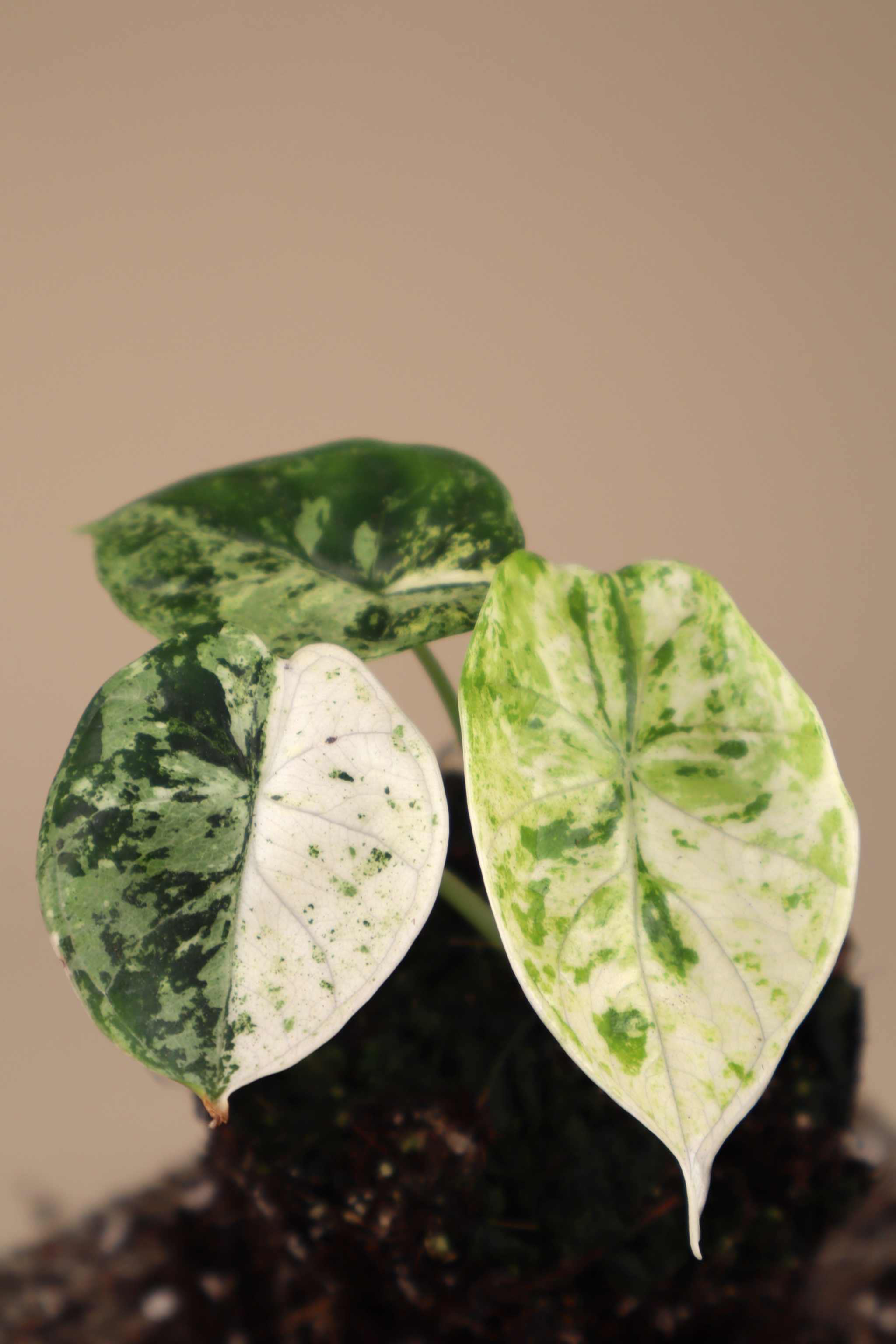 Alocasia dragon scale mint variegata | Buy unusual plants online