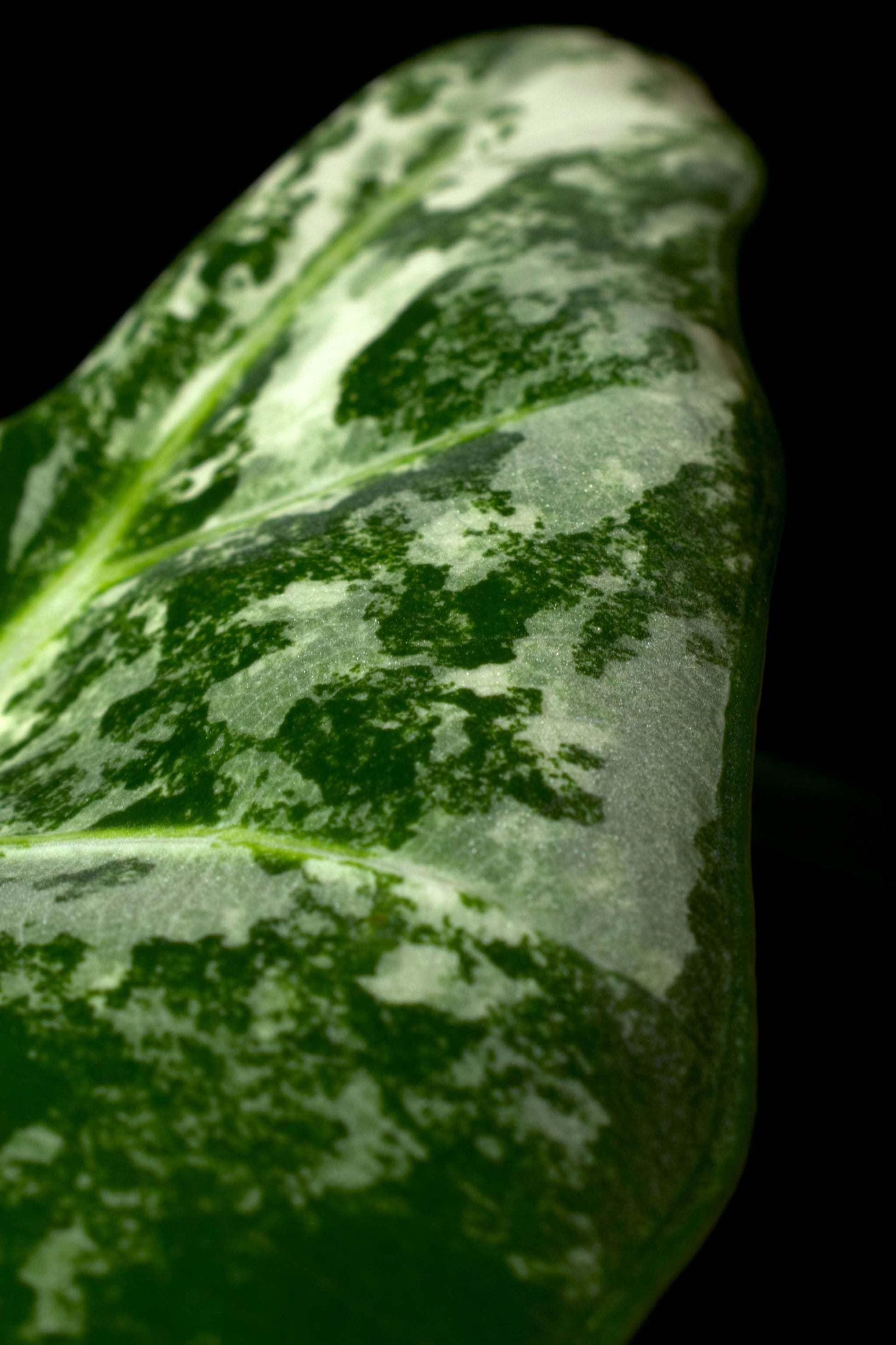 Alocasia 'Frydek' Variegata For Sale Online