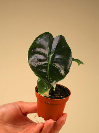 Alocasia golden bone