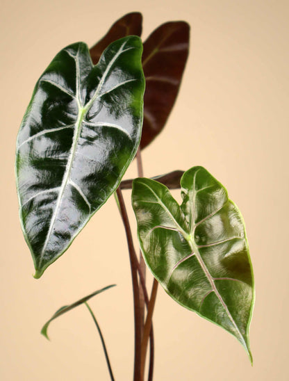 Alocasia longiloba 'purple vein'