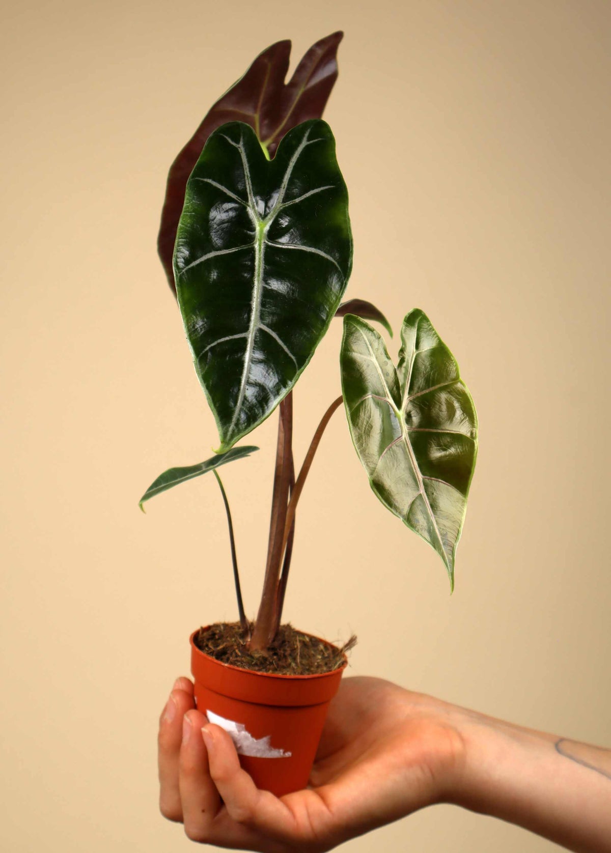 Alocasia longiloba 'purple vein'