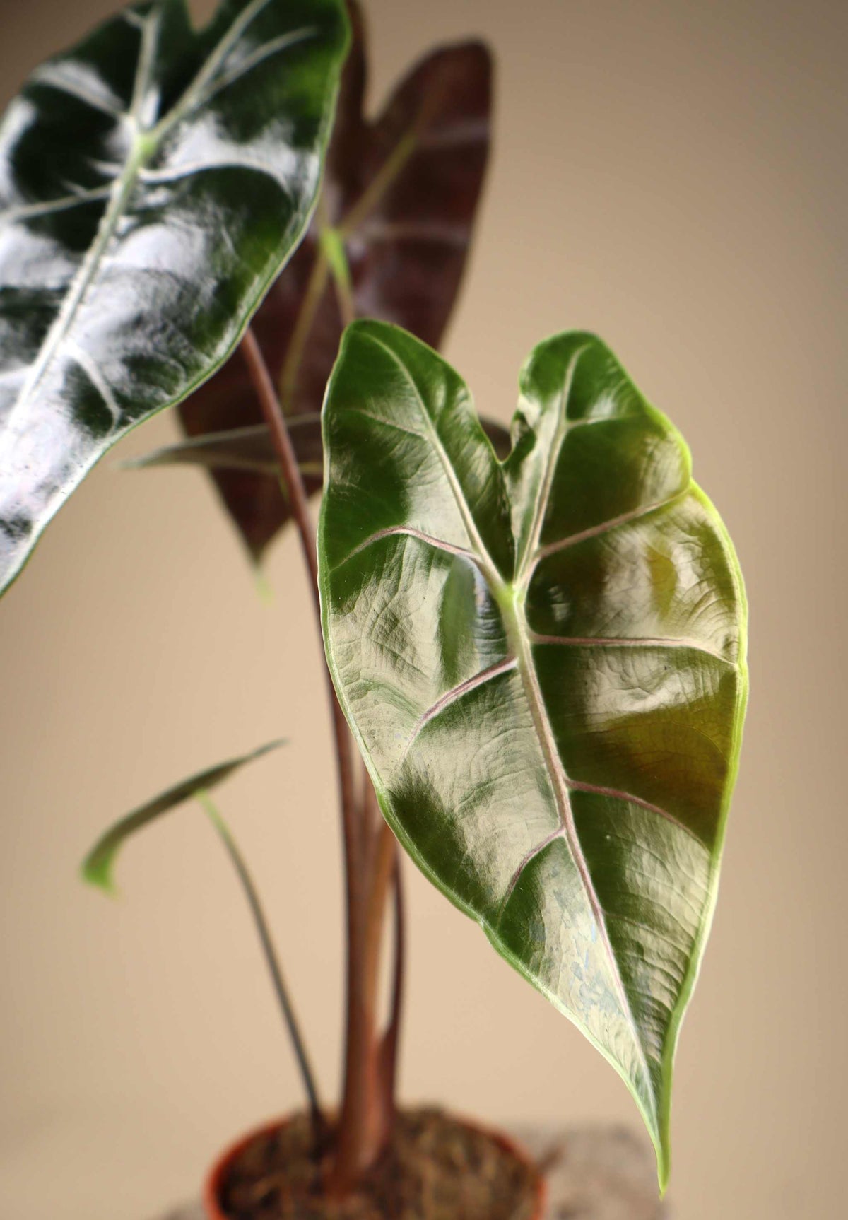 Alocasia longiloba 'purple vein'