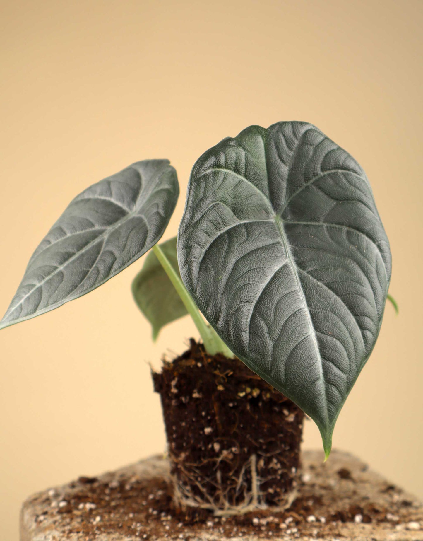 Alocasia 'Maharani'