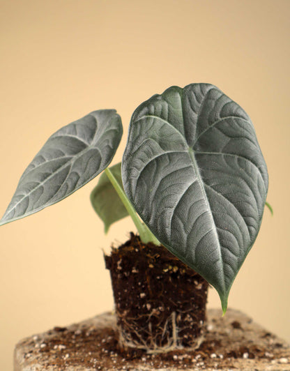 Alocasia 'Maharani'
