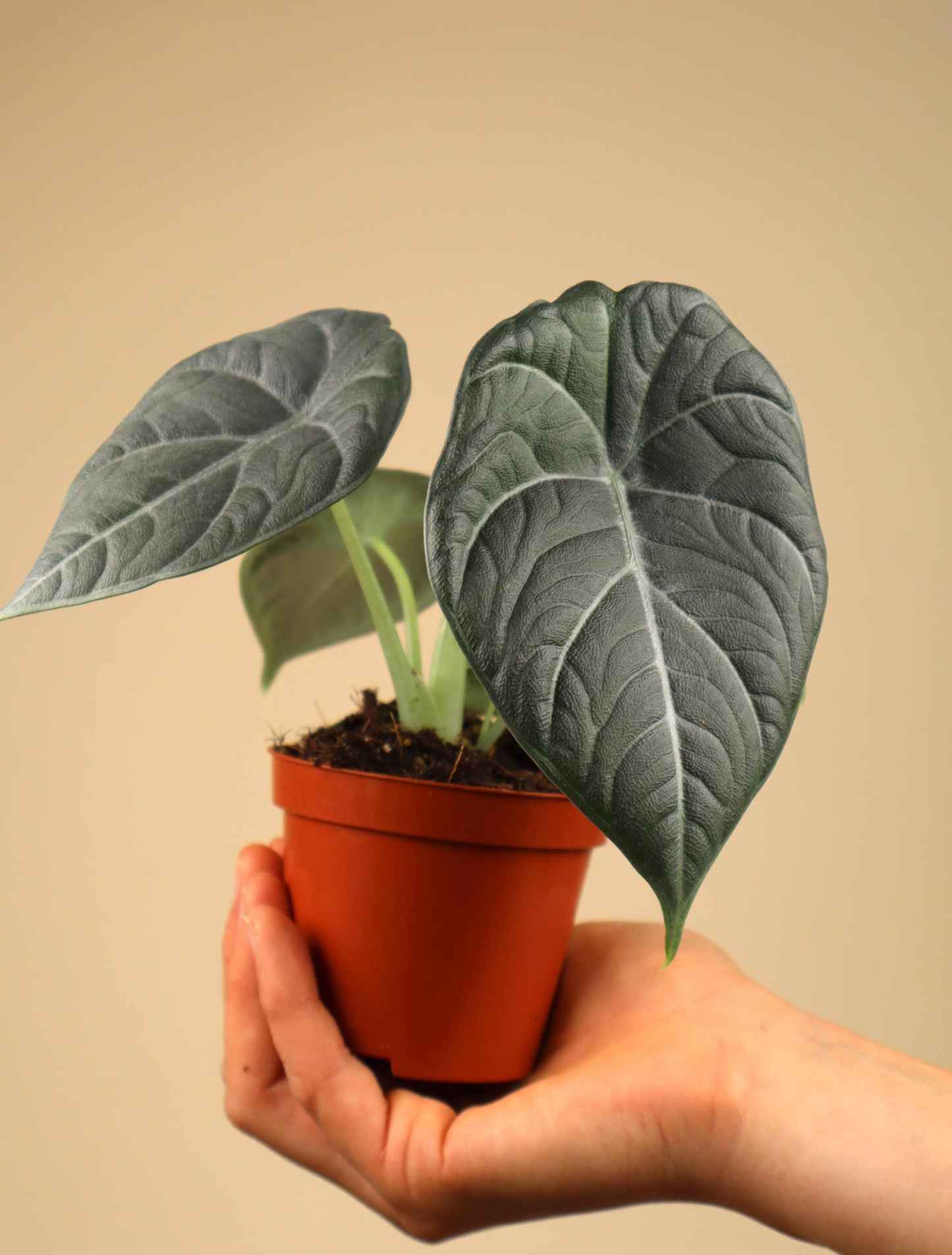 Alocasia 'Maharani'
