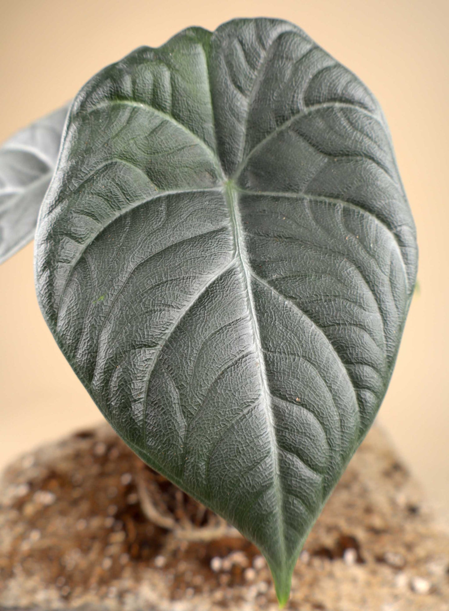 Alocasia 'Maharani'