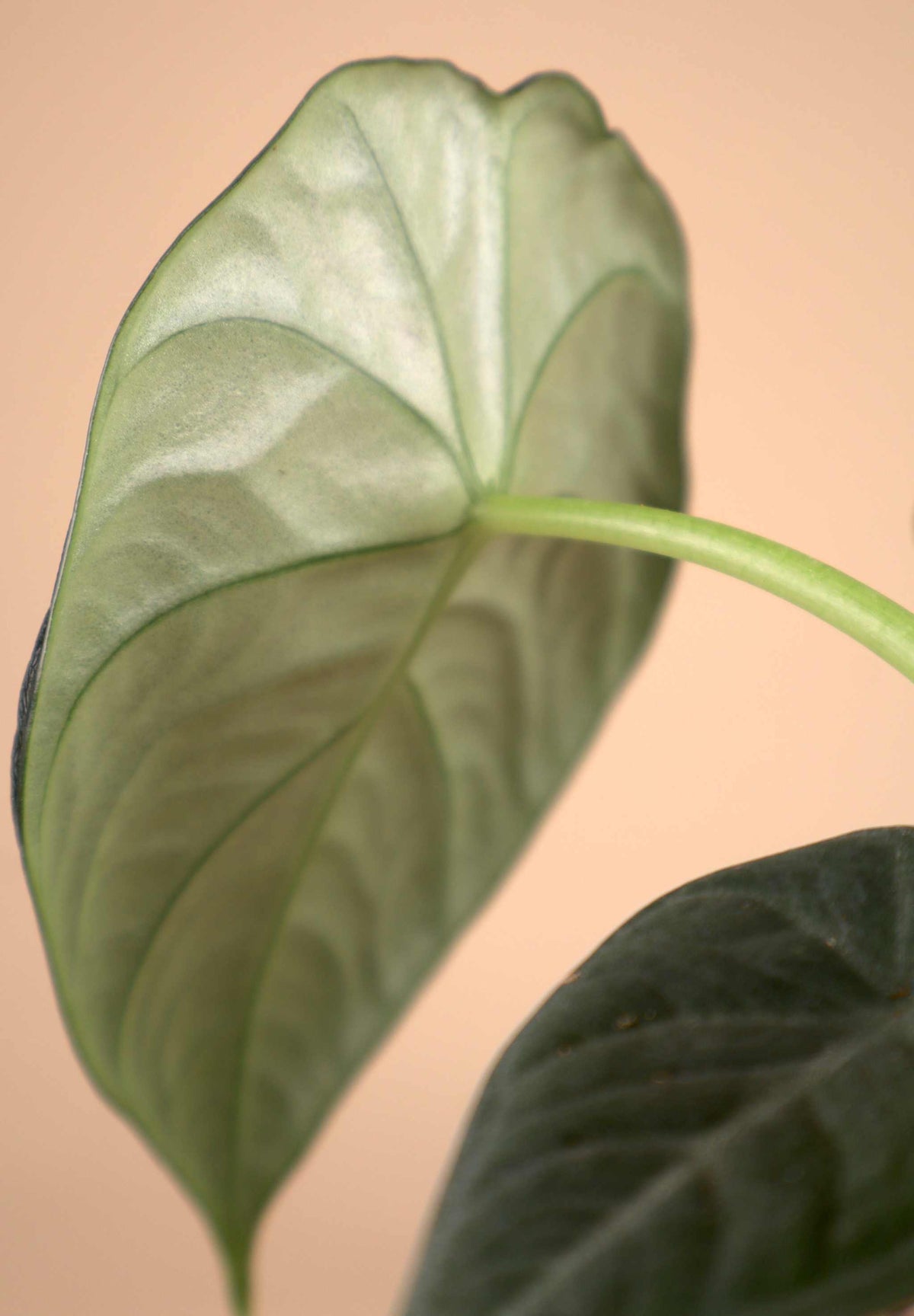 Alocasia 'Maharani'