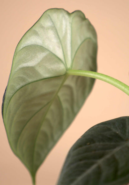 Alocasia 'Maharani'