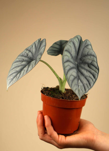 Alocasia nebula