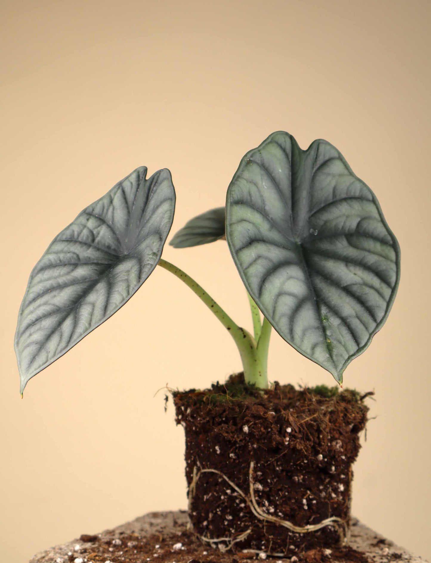 Alocasia nebula