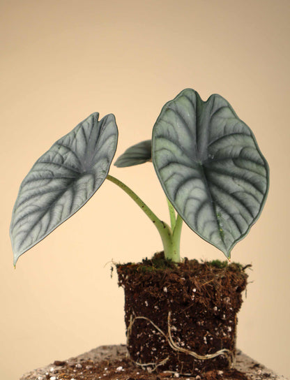 Alocasia nebula