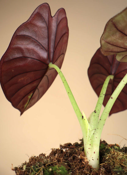 Alocasia nebula