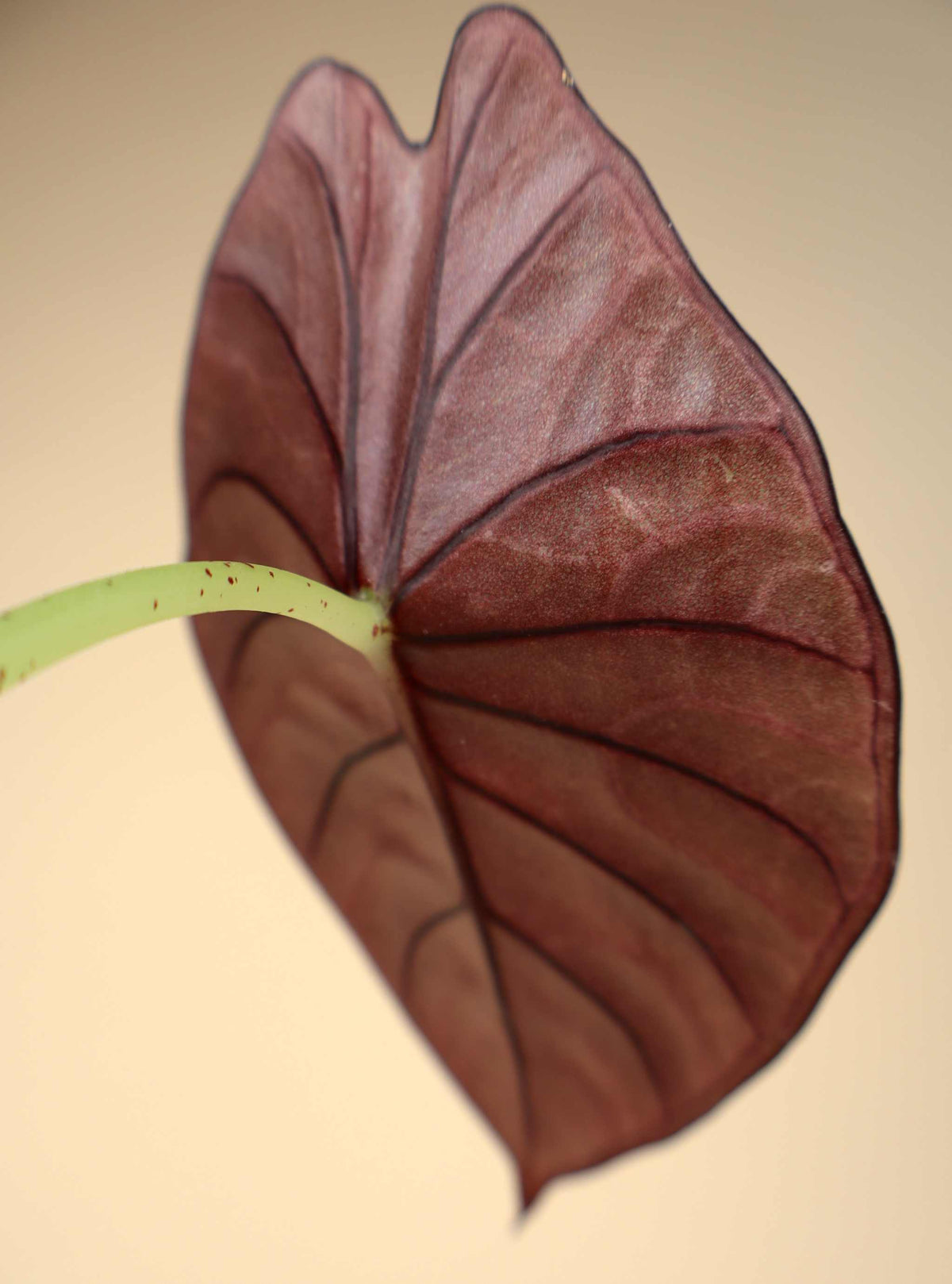 Alocasia nebula