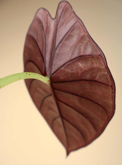 Alocasia nebula