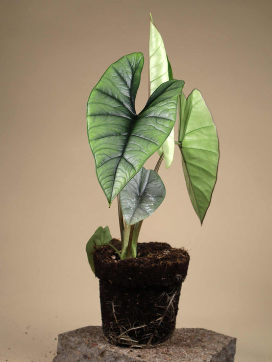 Alocasia bisma 'Silver'