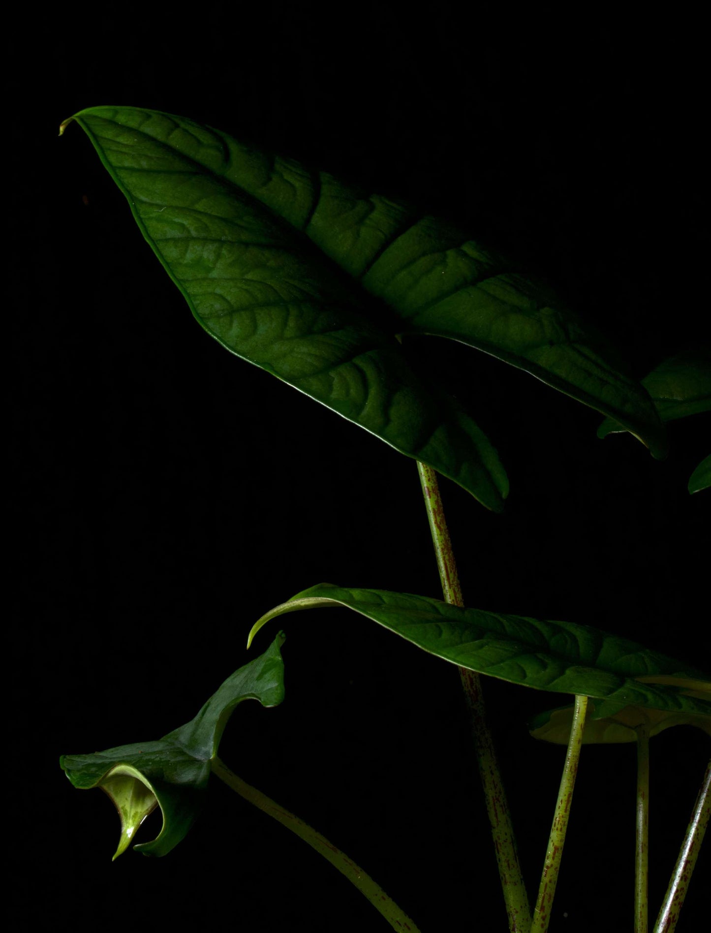 Alocasia bisma silver