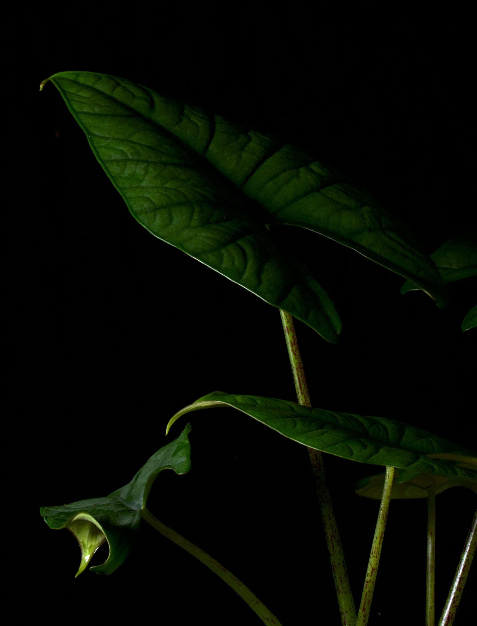 Alocasia bisma silver