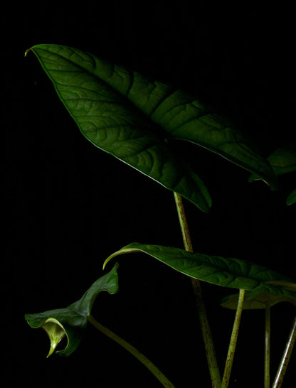 Alocasia bisma silver