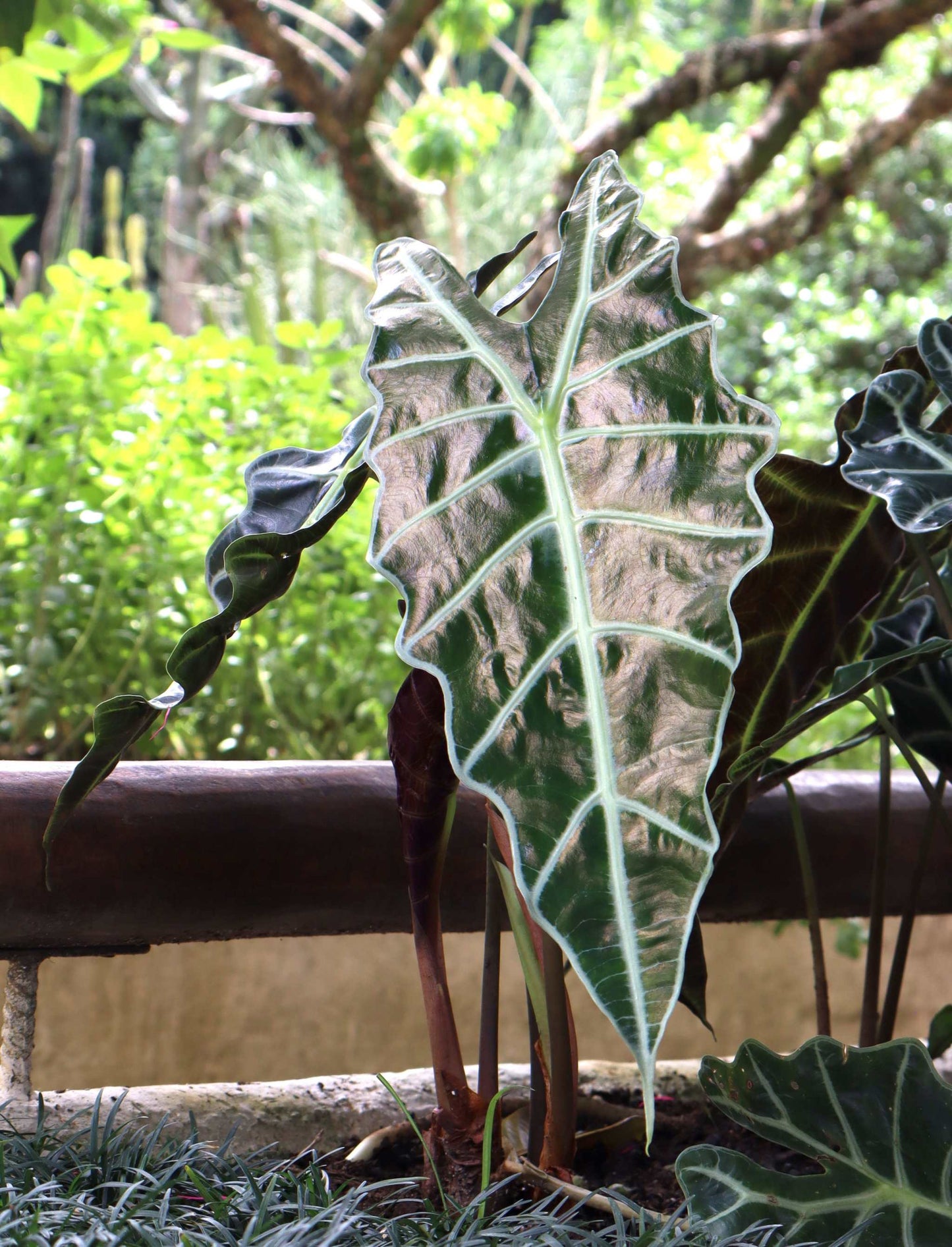 Alocasia 'Polly'