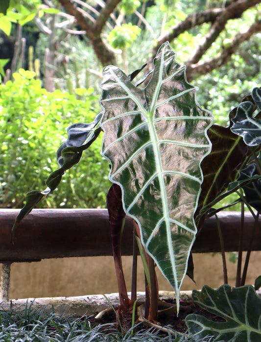 Alocasia Polly