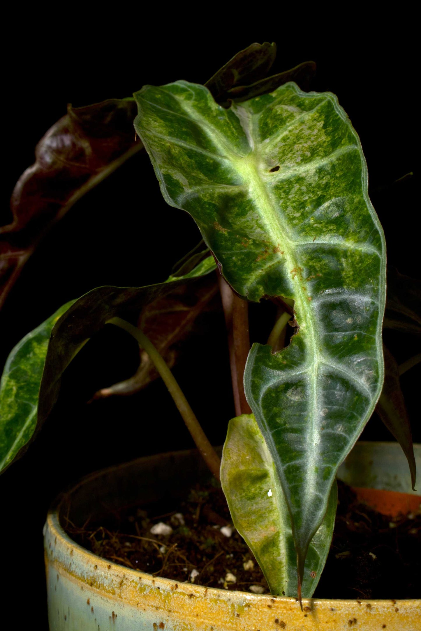 Alocasia Polly Aurea Variegata