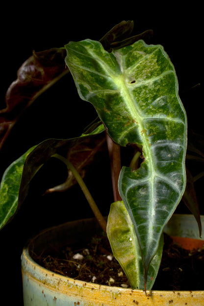 Alocasia Polly Aurea Variegata