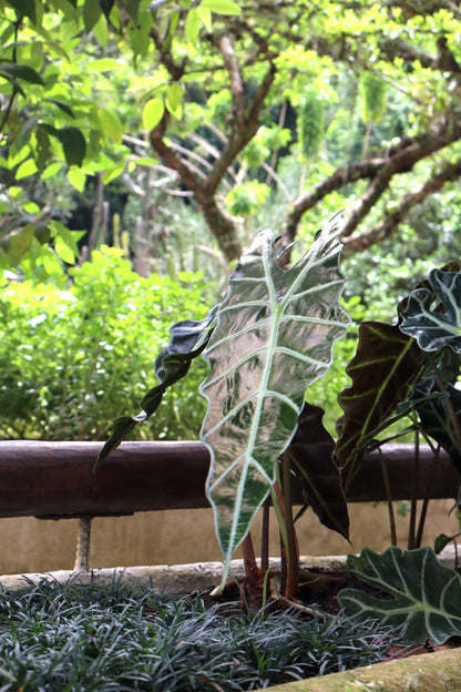 Alocasia 'Polly'