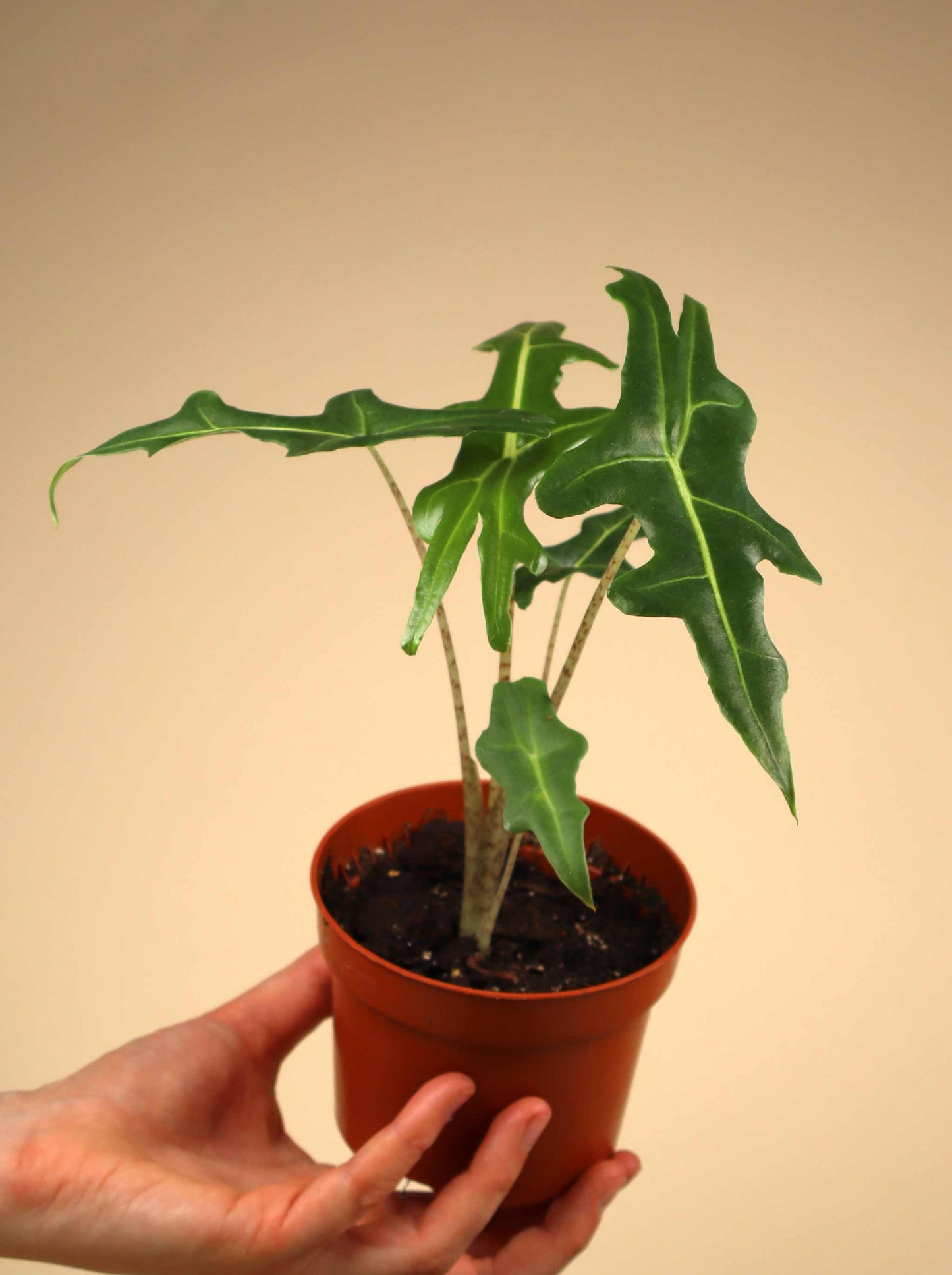 Alocasia portei