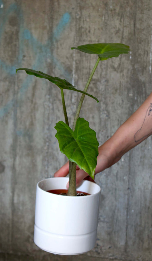 Alocasia 'portodora' (Alocasia odora x Alocasia portei)