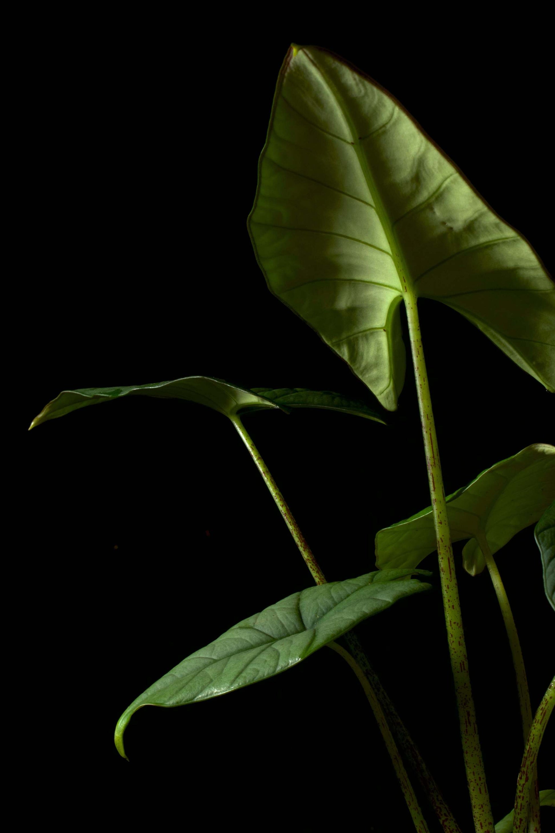 Alocasia bisma silver
