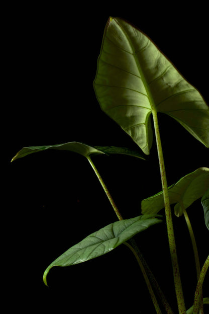 Alocasia bisma silver