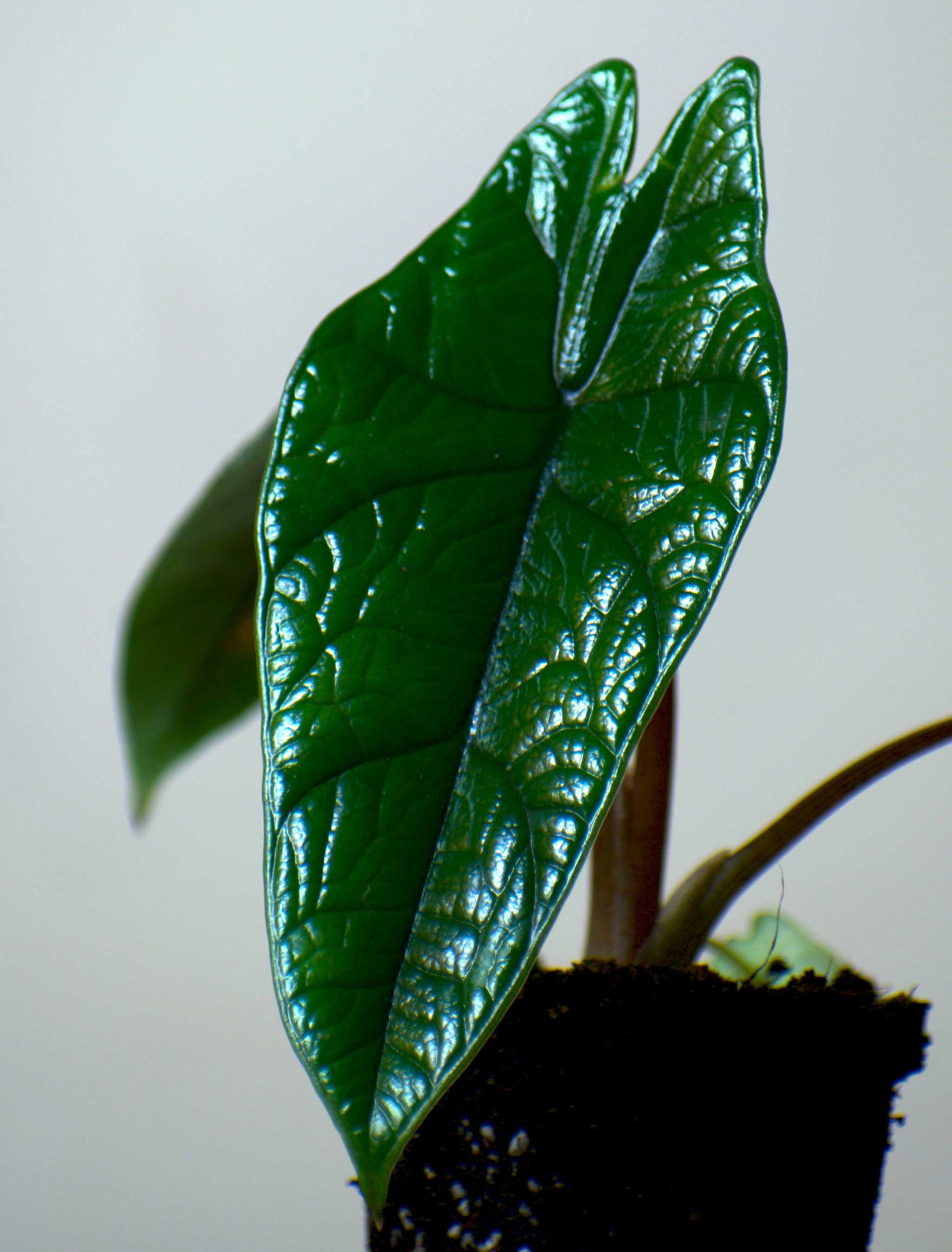 Alocasia scalprum