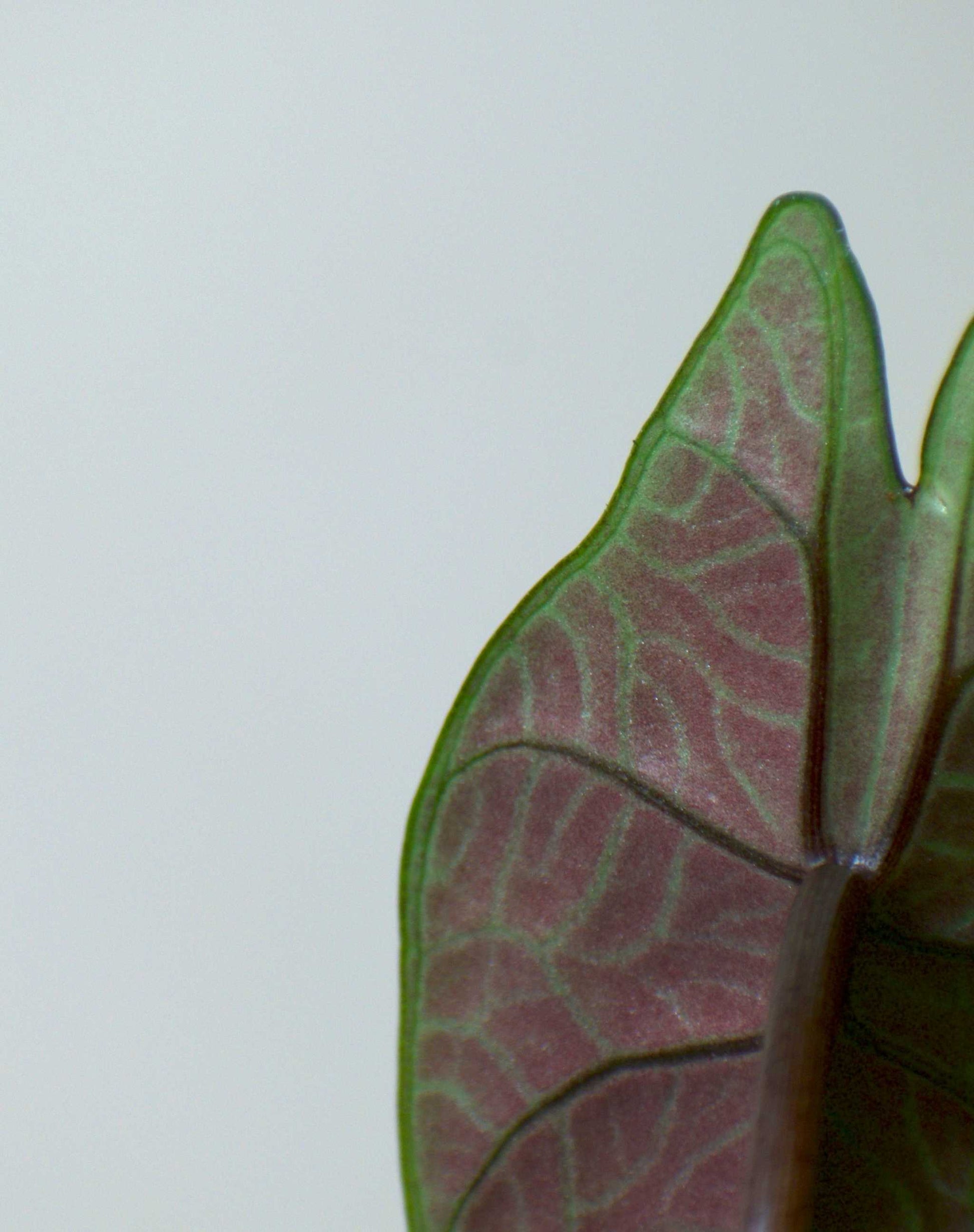 Alocasia scalprum