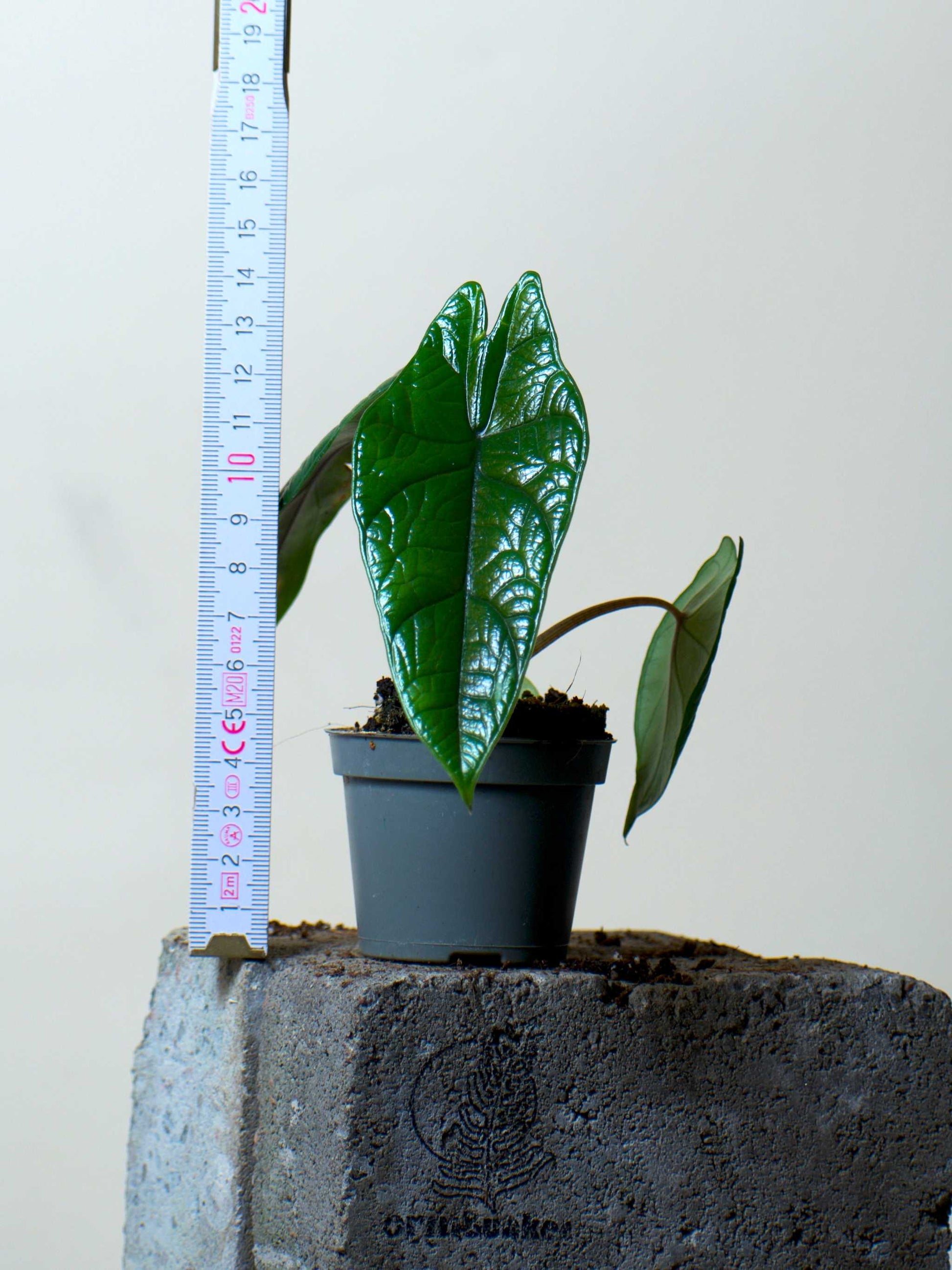 Alocasia scalprum