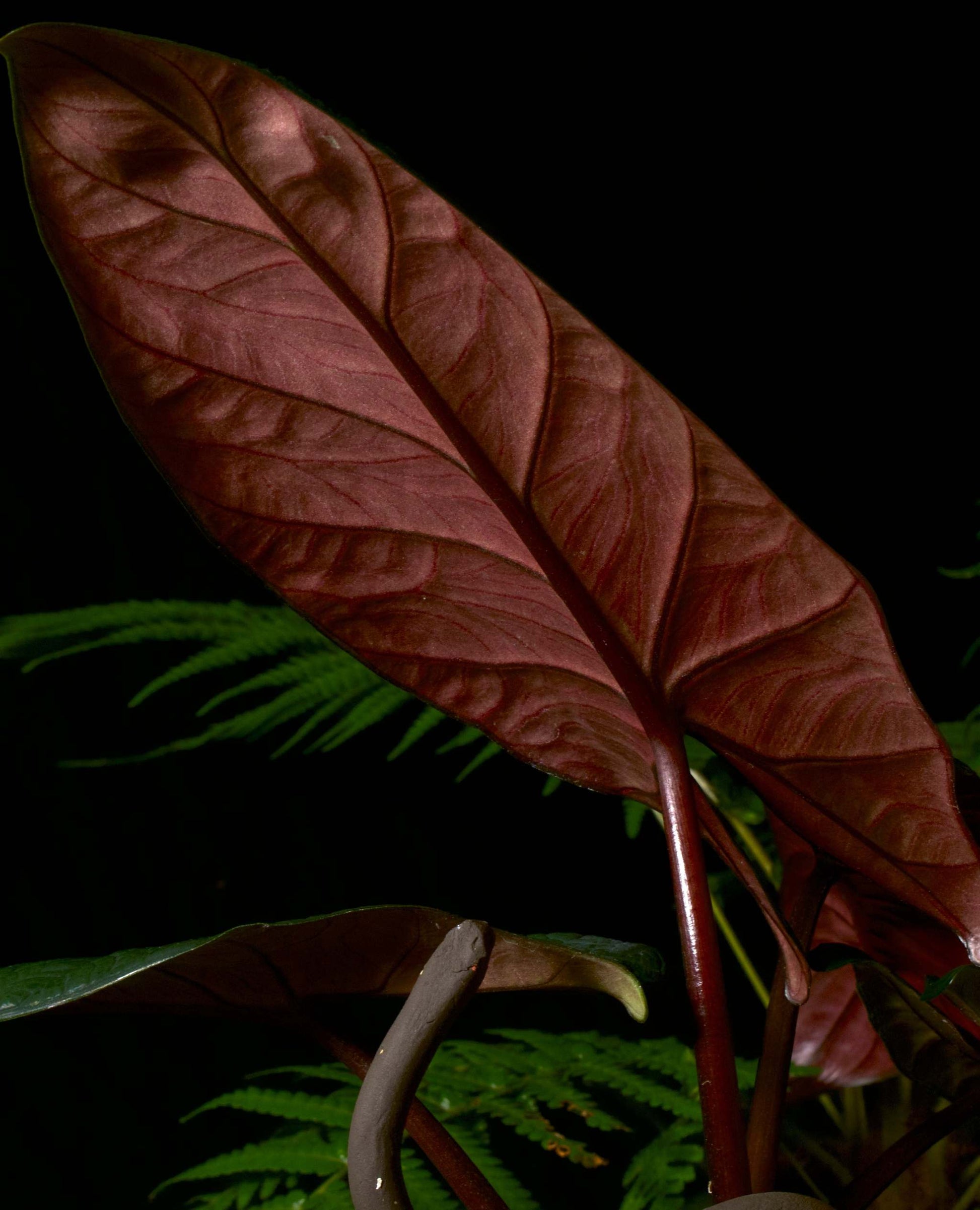 Alocasia scalprum