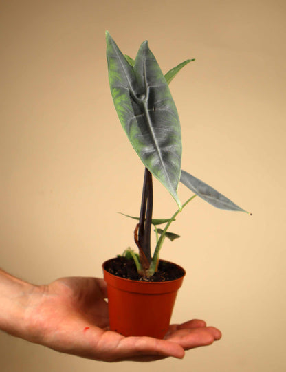 Alocasia longiloba 'silver'