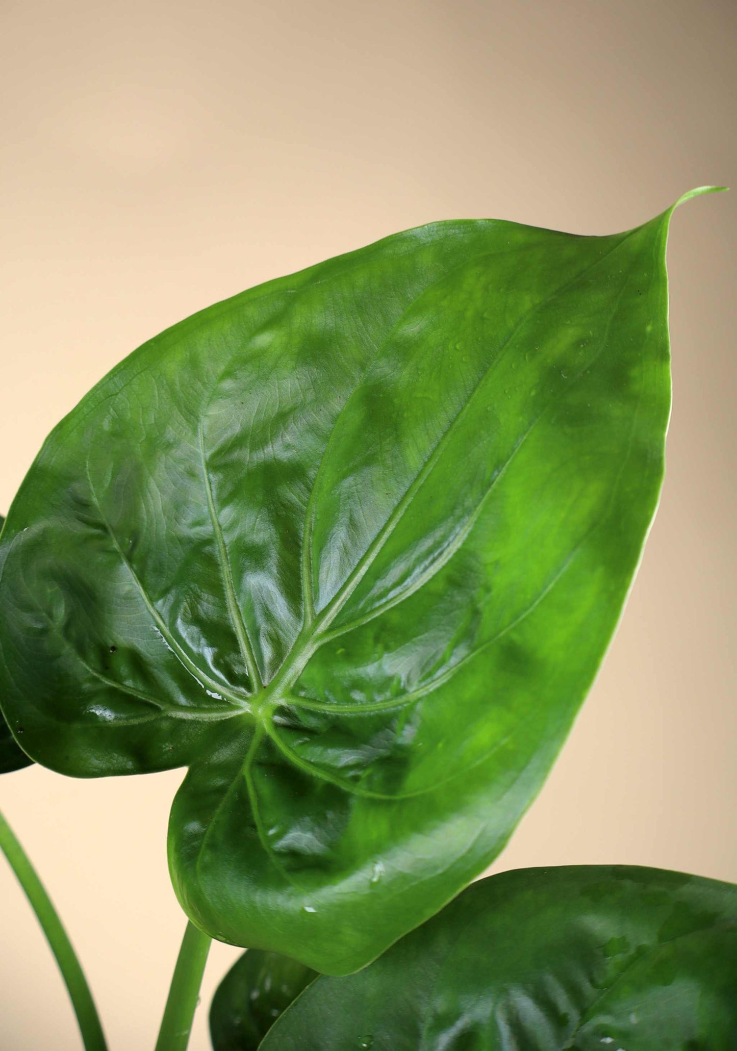 Alocasia cucullata | Tempelsköld