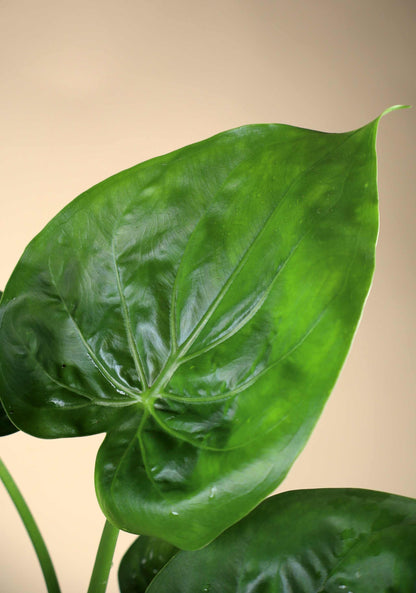 Alocasia cucullata | Tempelsköld