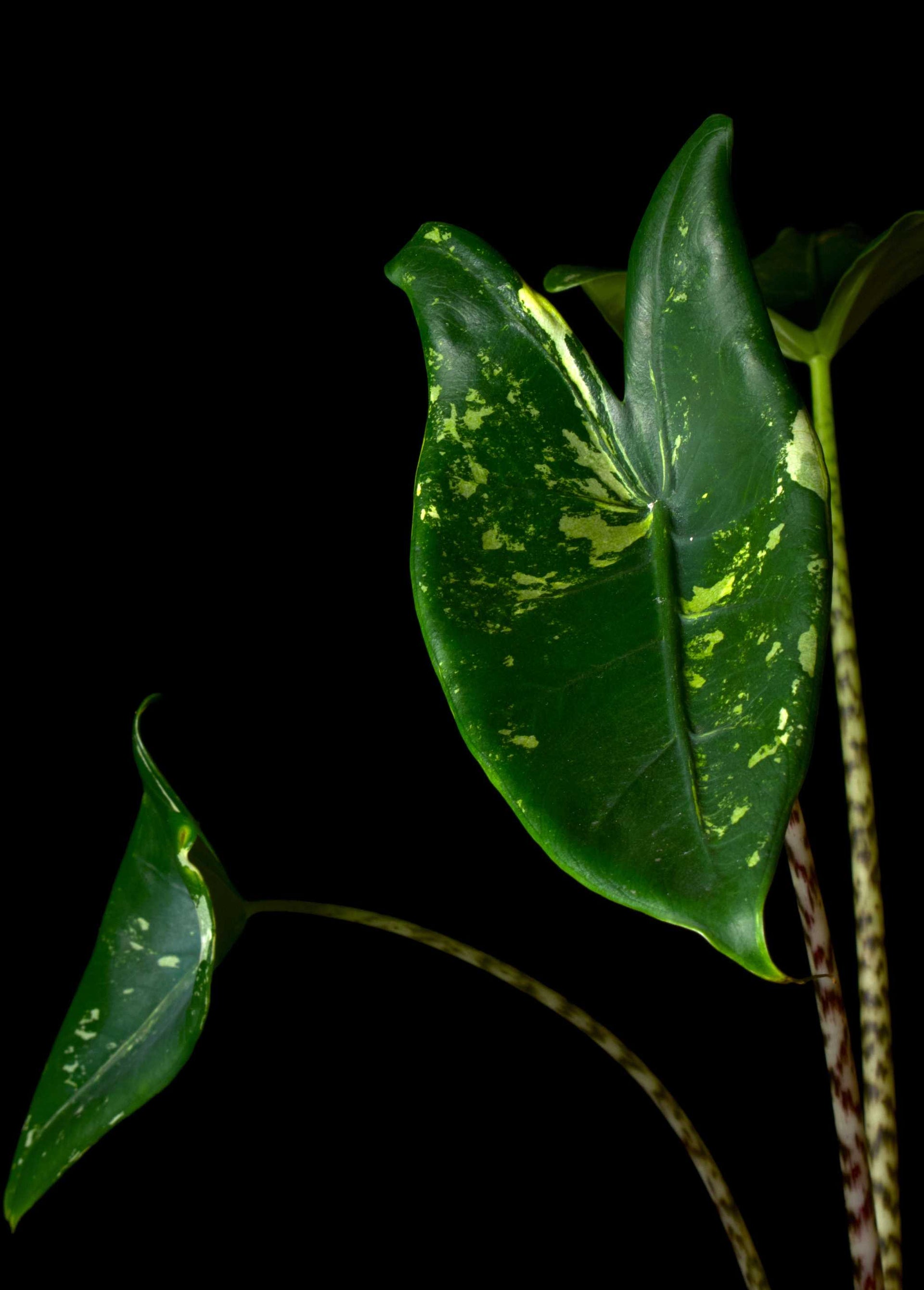 Buy Alocasia Zebrina Albo Variegata