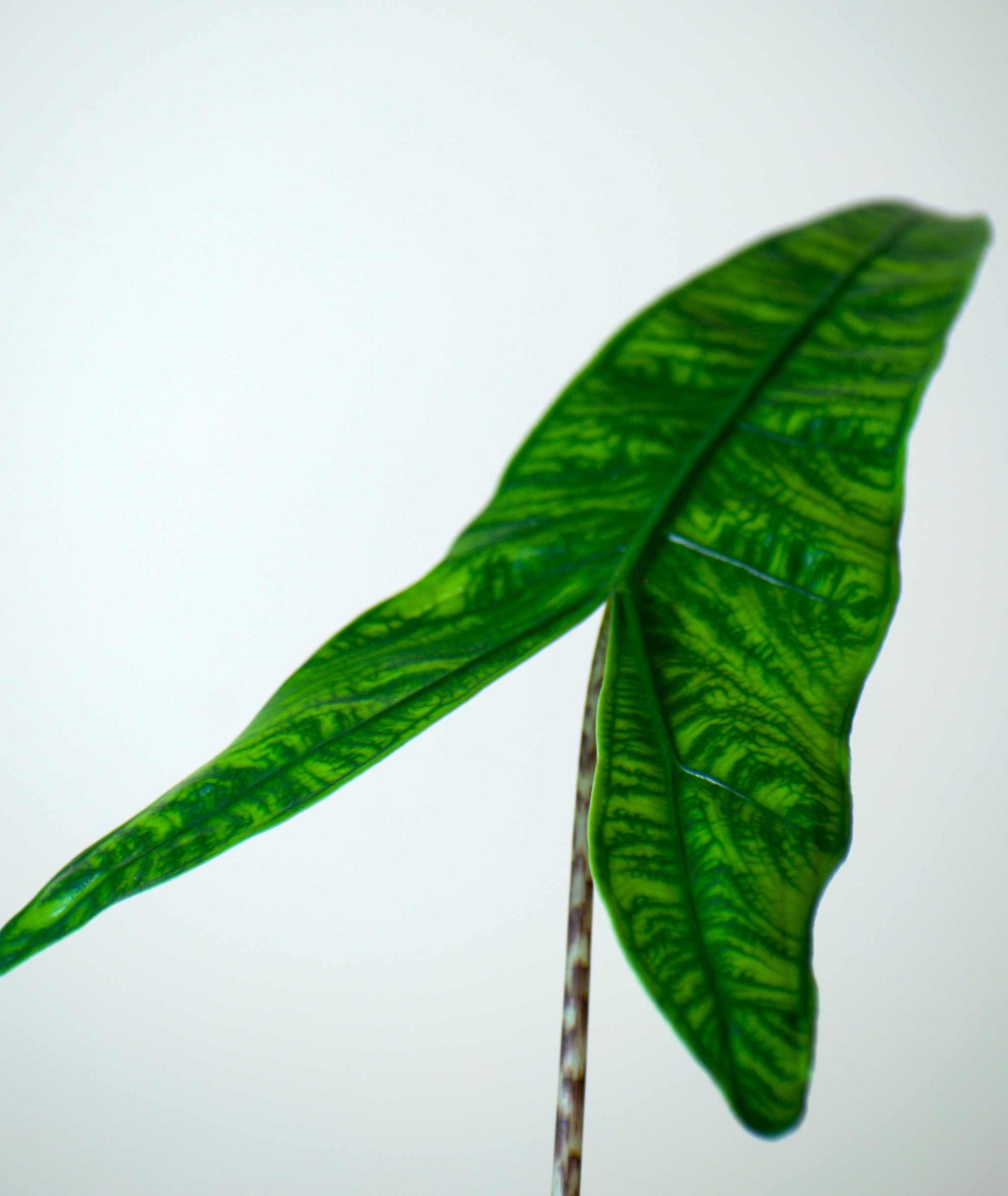 Alocasia zebrina reticulata form