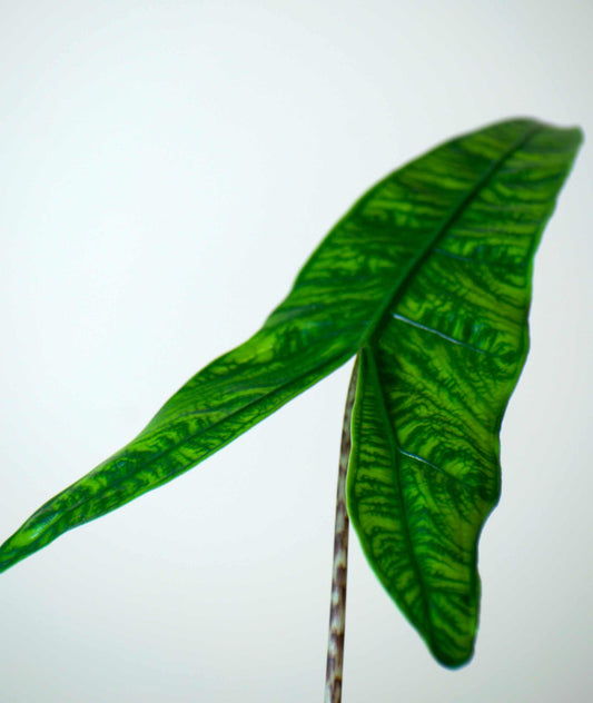 Alocasia zebrina reticulata form